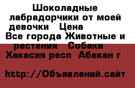 Шоколадные лабрадорчики от моей девочки › Цена ­ 25 000 - Все города Животные и растения » Собаки   . Хакасия респ.,Абакан г.